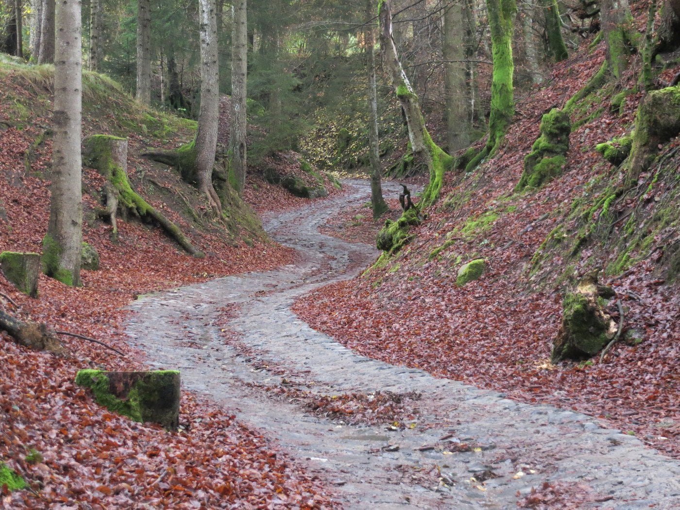 Sentier dans les bois sur le plateau de Bossico